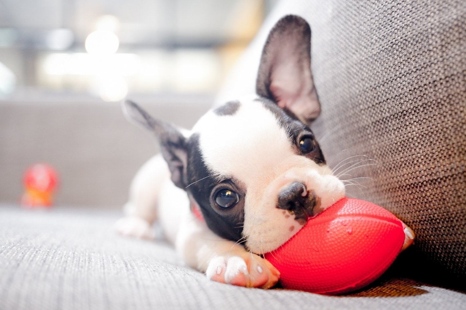 puppy playing with toy