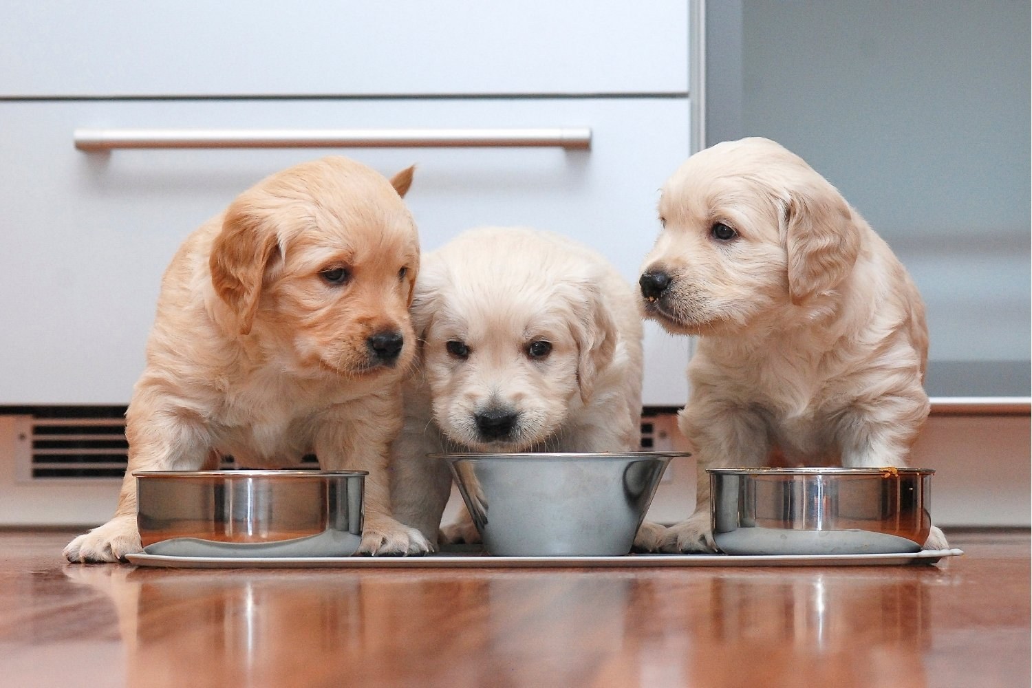 Golden retriever puppies eating