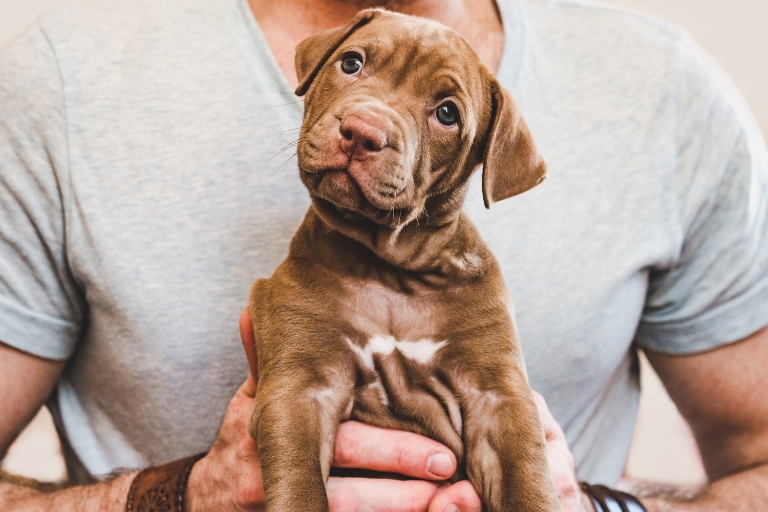 man holding puppy - puppy sitter 101