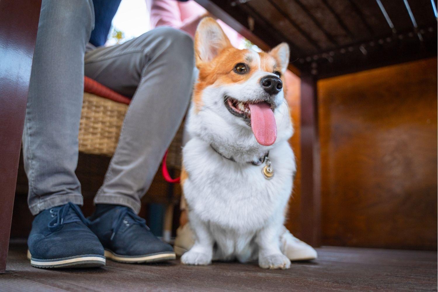 Happy Corgi at restaurant