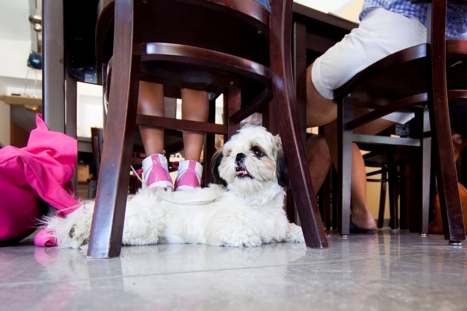 Dog under chair at restaurant for dog-friendly Chicago