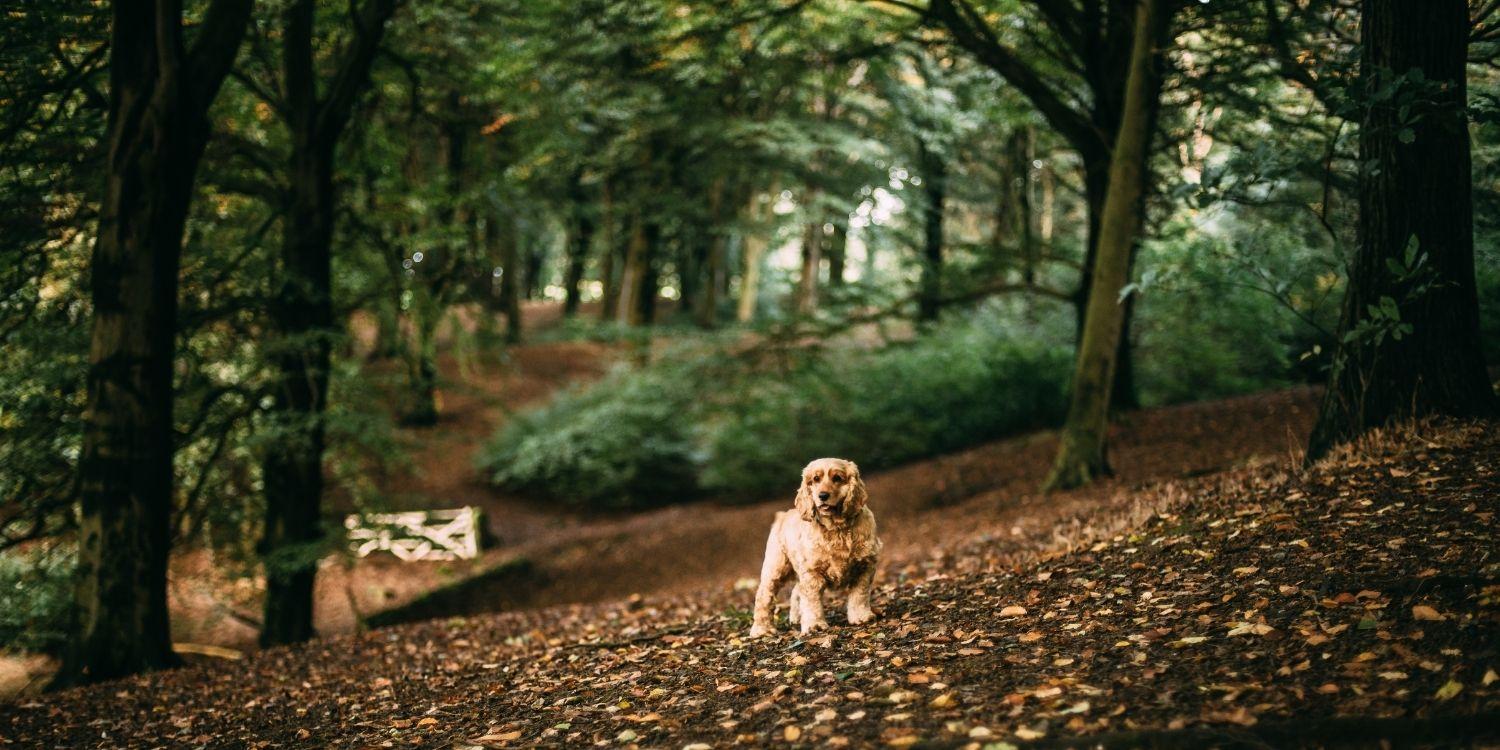 Portland Dog Parks