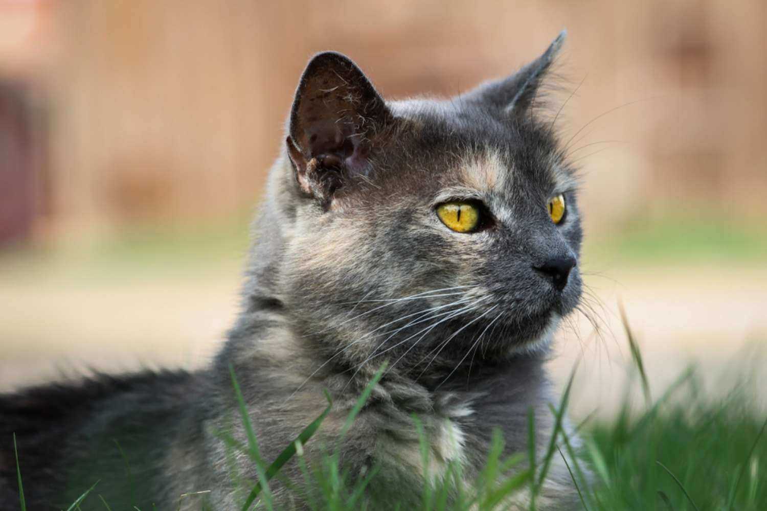 Denver Cat For Adoption