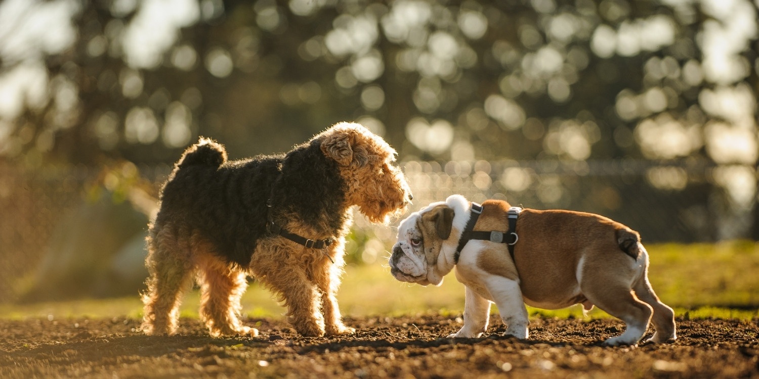 Dog parks in Pittsburgh
