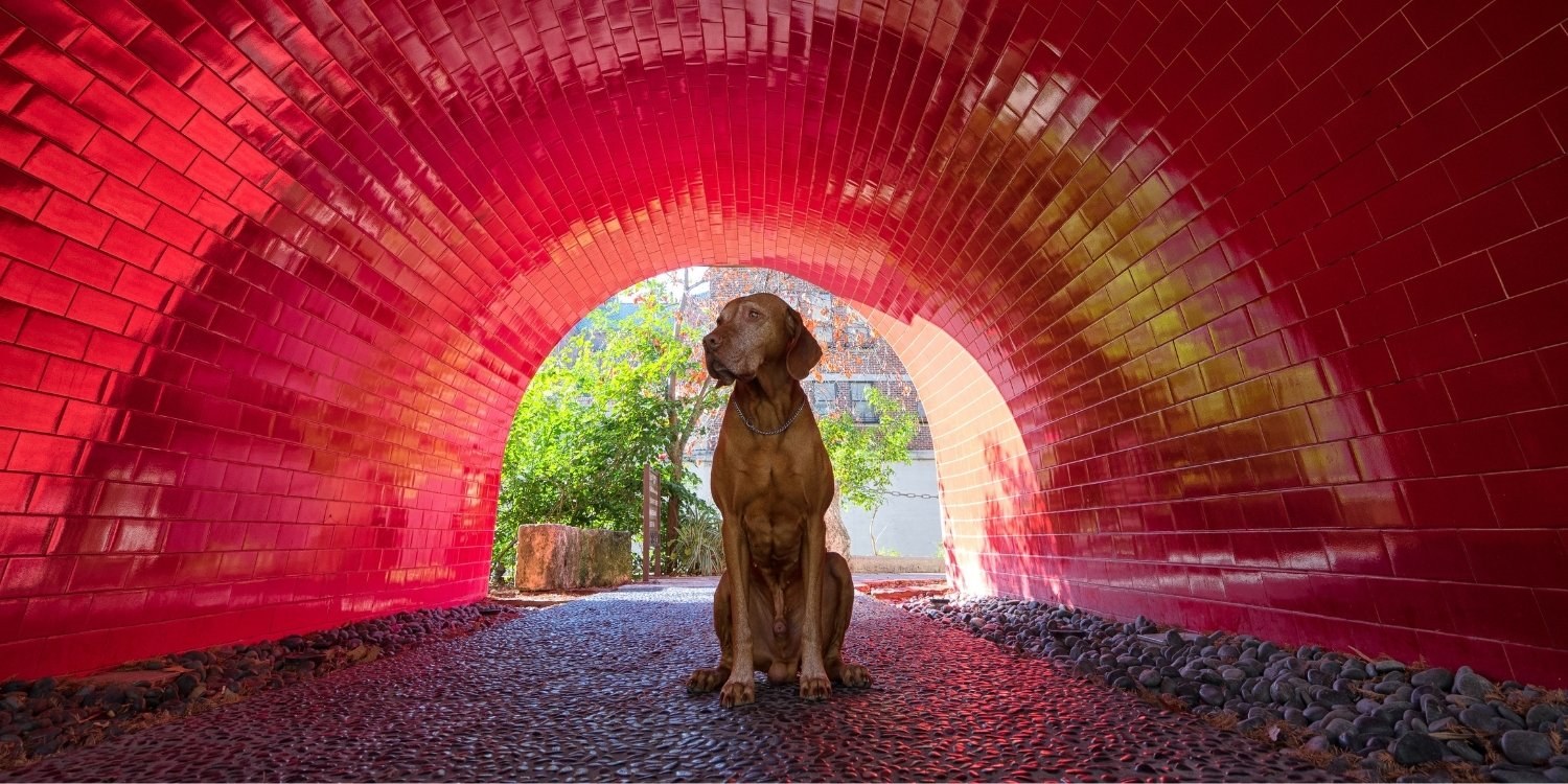 San Antonio Dog Parks and Off-Leash Areas