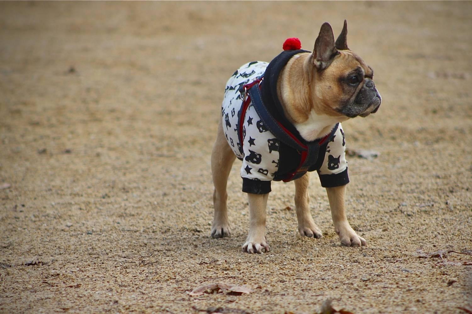 Pug in dog park - Philadelphia