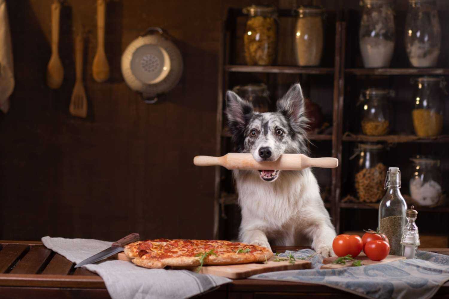 Fort Worth Pizza Dog