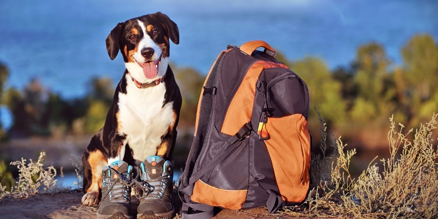 Dog-friendly Hikes Colorado Springs