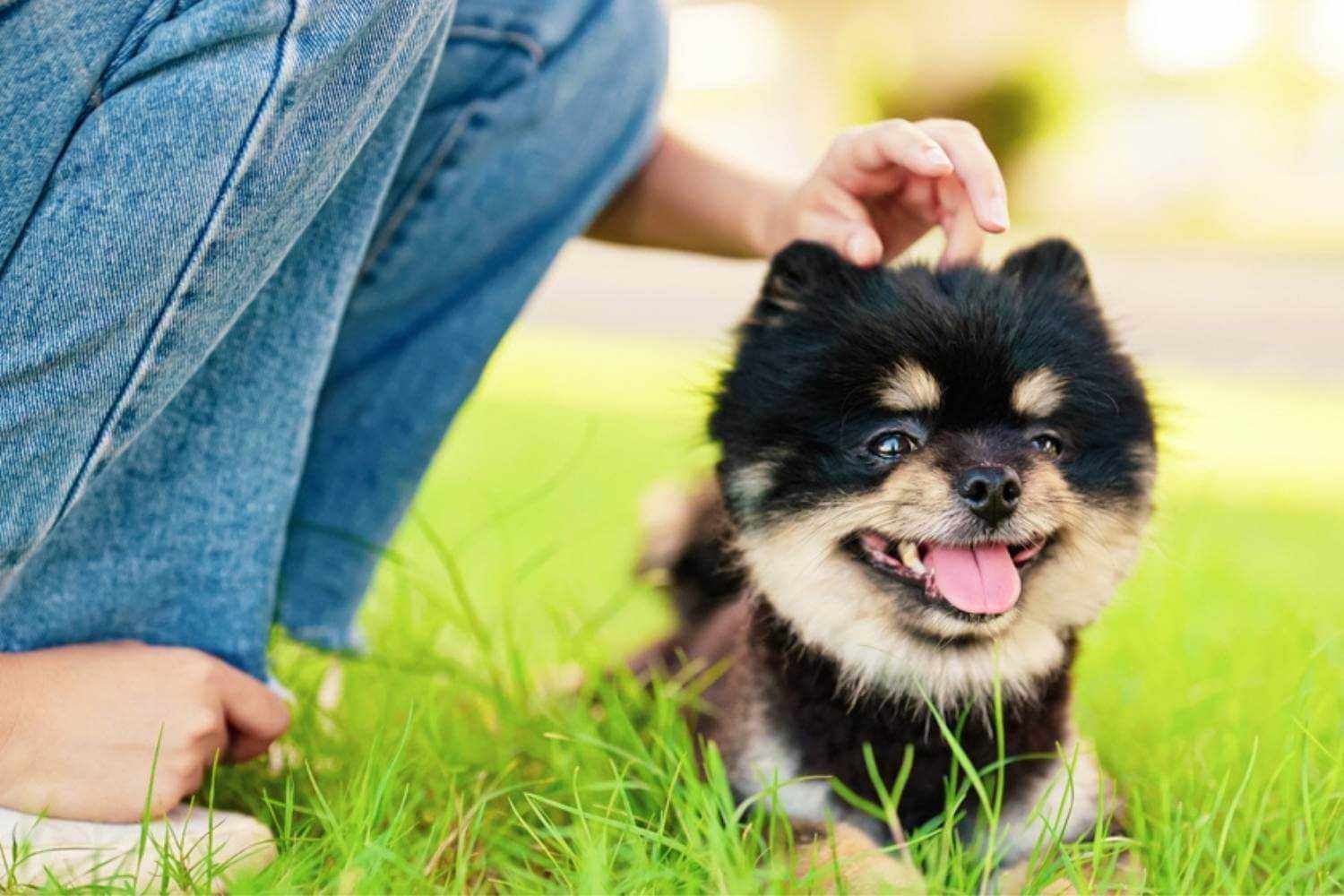 Phoenix Small Dog Getting Pets at Park