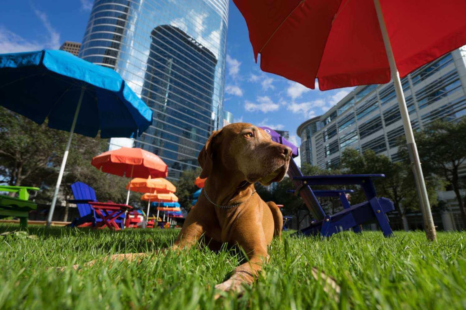 Houston Adopted Dog in Park