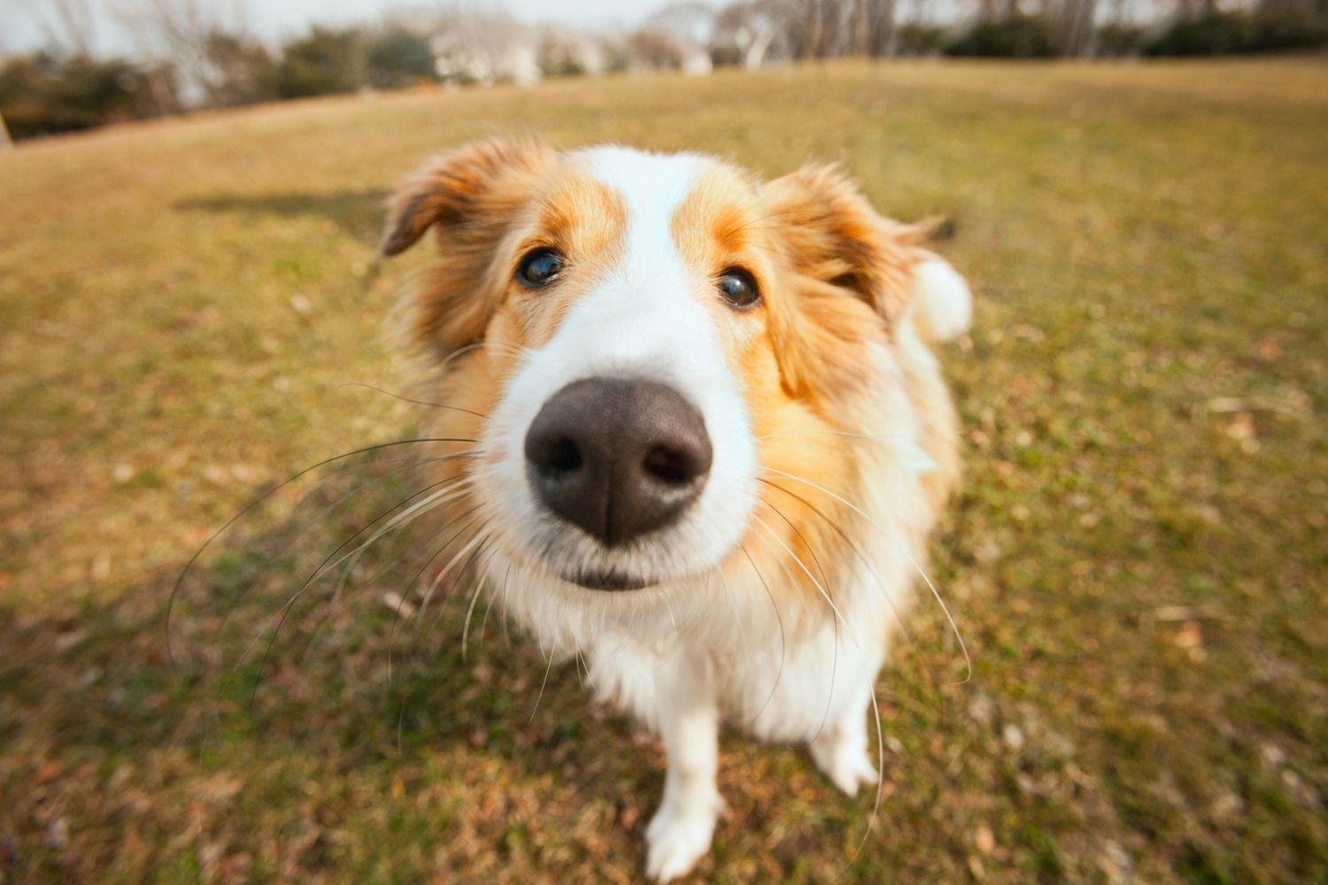 Doggy Close Up