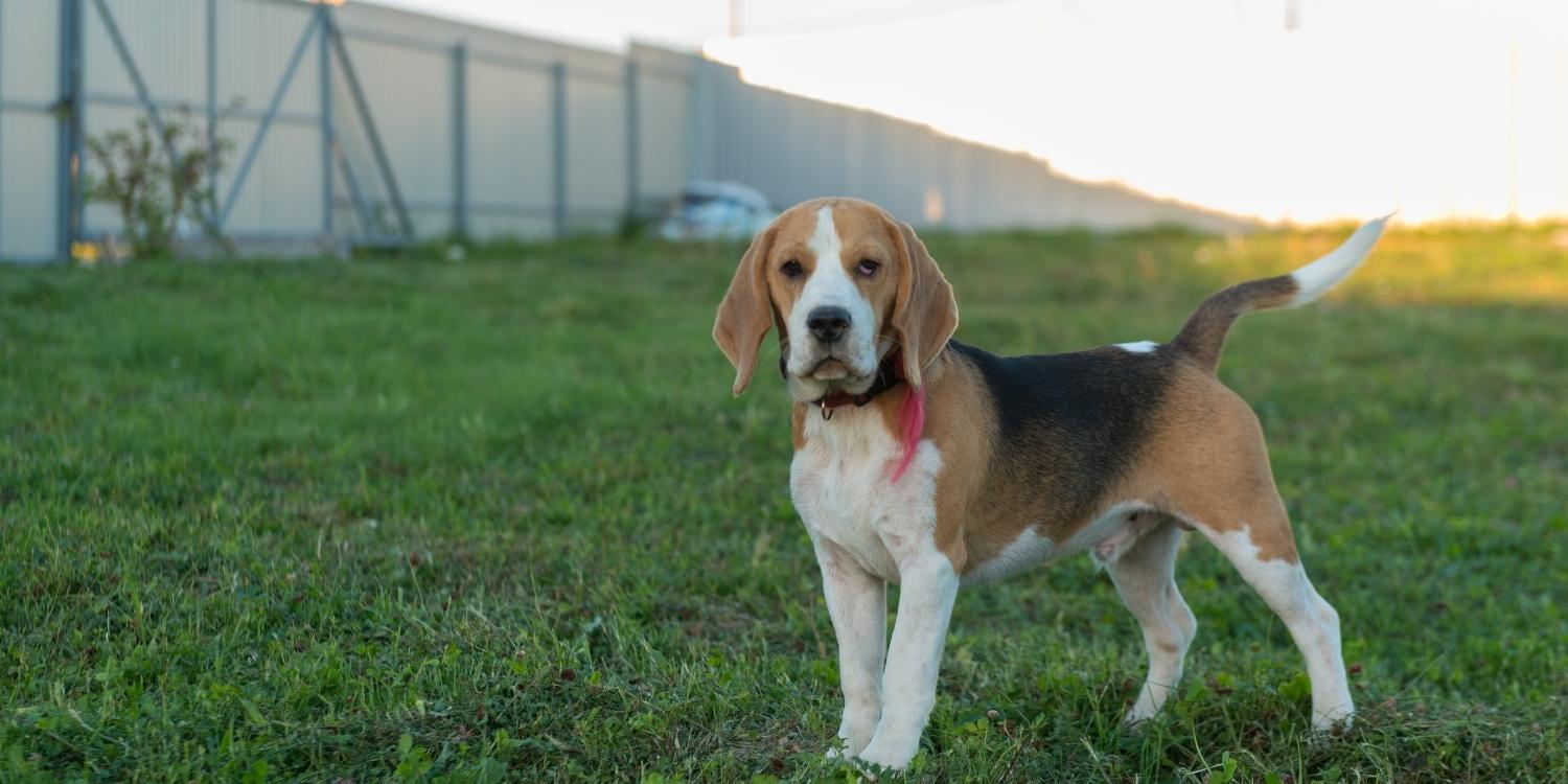 Houston Dog Parks