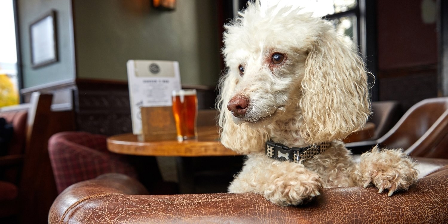 Raleigh Dog-friendly restaurants