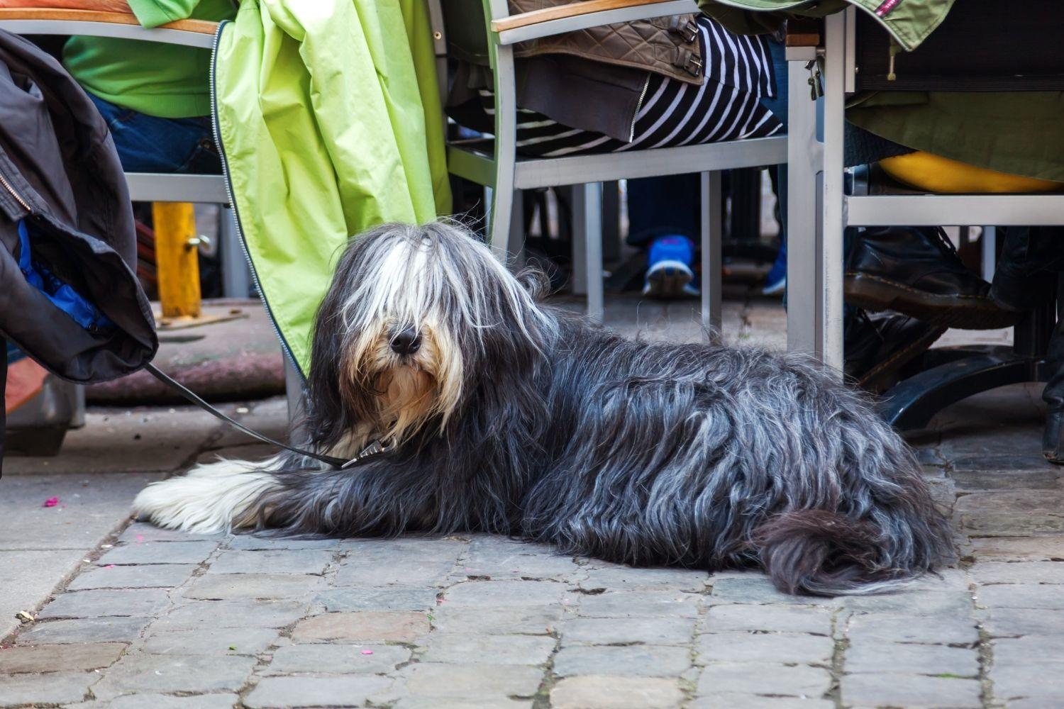 Sheep dog lounging