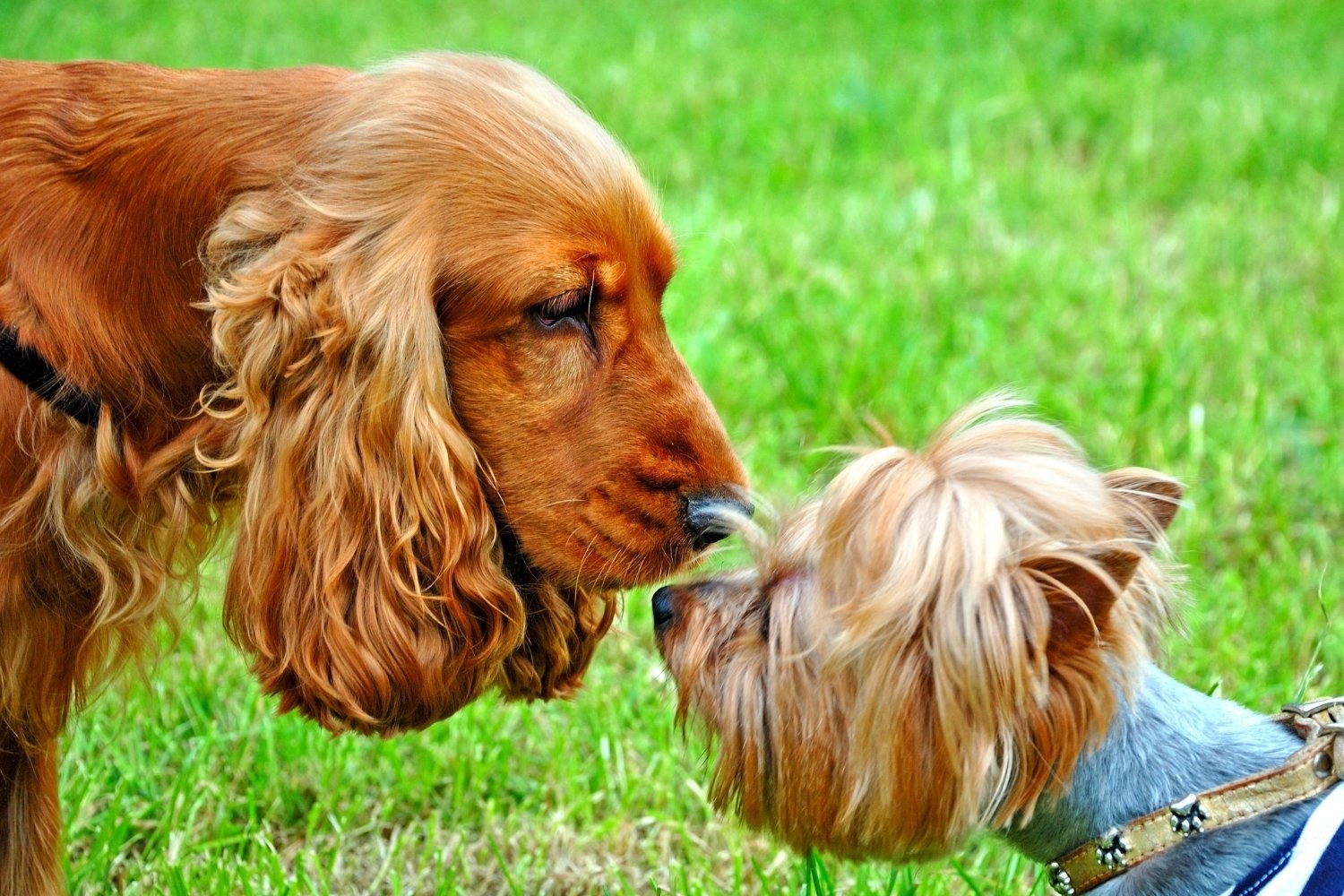 Dog Park Meeting