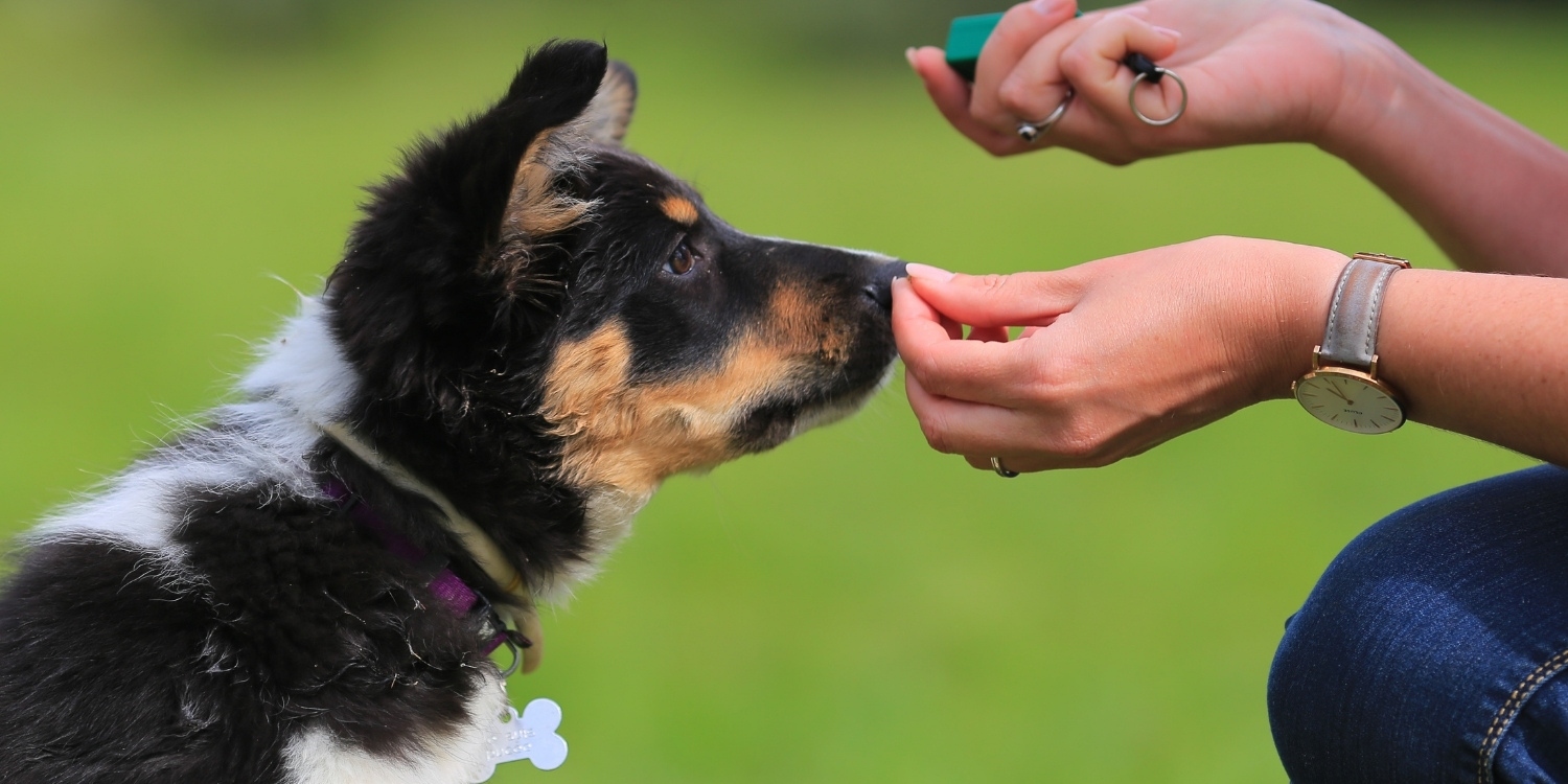 Dog and Puppy Training 101