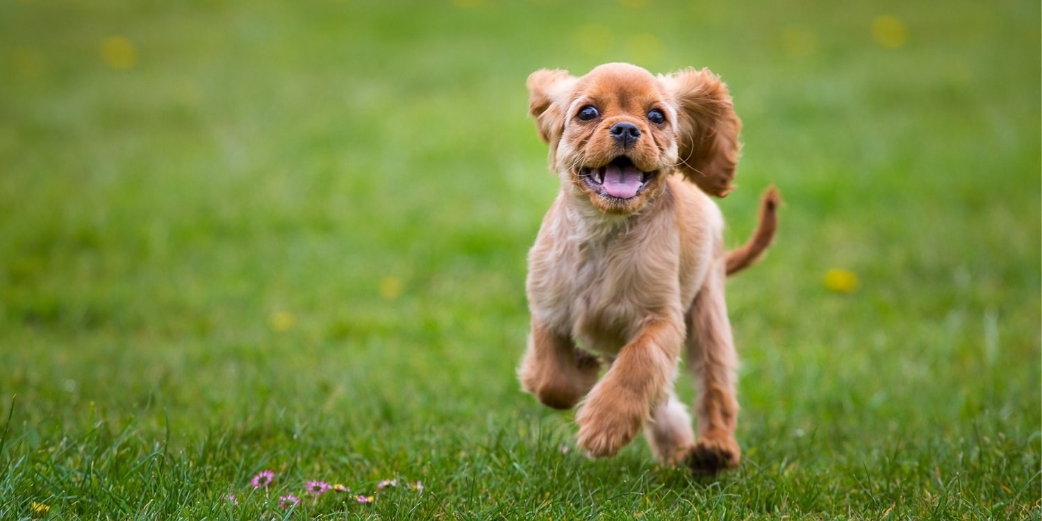 Puppy running in Dog Park