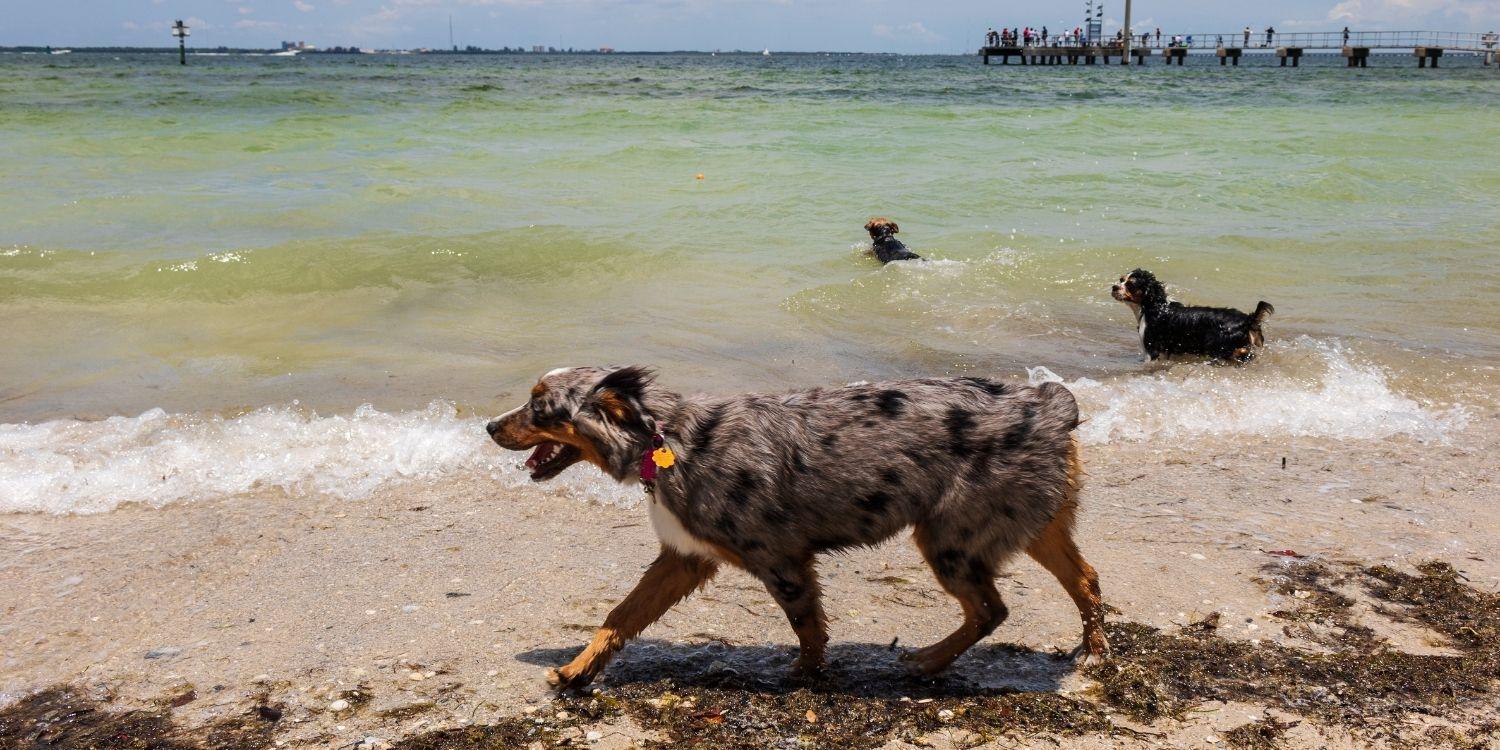 Dog Parks in Tampa FL