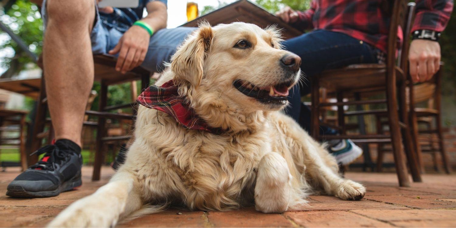 SLC dog at brewery