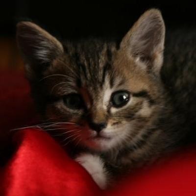 Entitled Cat Boston logo