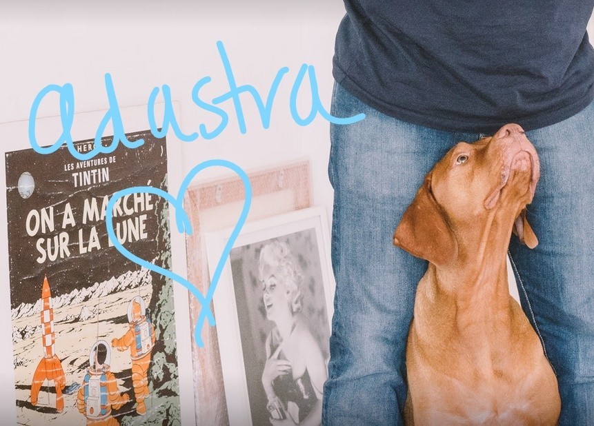 adASTRA Canine Co. logo